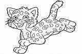 Jaguar Coloring Pages  Best For Kids sketch template
