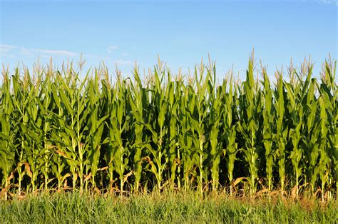 Corn Field Wallpapers - Wallpaper Cave