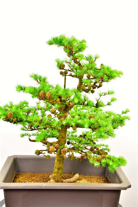 Free photo: European larch bonsai - Plant, Lives, Mature - Free Download - Jooinn