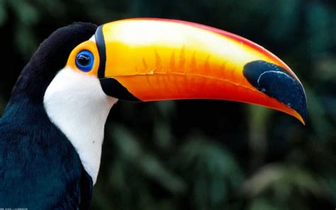 toucan, Parrot, Bird, Tropical, 49 Wallpapers HD / Desktop and Mobile ...