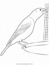 Purple Finch Coloring Page For Kids  Free Finches Printable sketch template