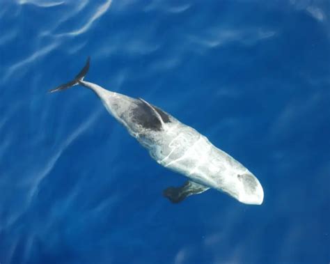 Risso's Dolphin - Facts, Diet, Habitat & Pictures on Animalia.bio