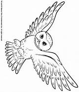 Snowy Owl coloring Page  Animals Town Animal color Sheets sketch template