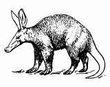 aardvark coloring page  Animals Town color Sheet sketch template