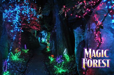 Enchanted Forest Christmas Lights • Christmas Lights Ideas