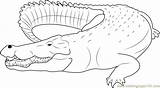 Saltwater Crocodile Coloring Page  Free Pages sketch template