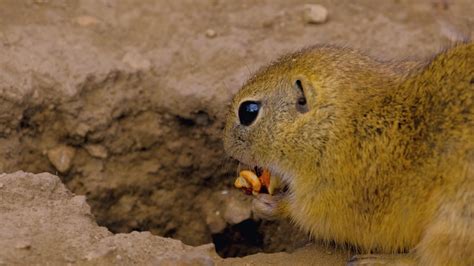 Ground squirrel eating nut close up shot 7607147 Stock Video at Vecteezy