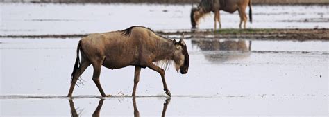 Amboseli National park | Amboseli Wildlife Safaris | Explore Amboseli