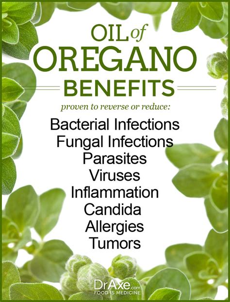 The 25+ best Oregano oil benefits ideas on Pinterest | Oregano oil, Benefits of oregano oil and ...