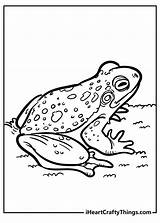 Frog And Toad Coloring Pages sketch template