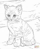 Cute Kitten coloring Page  Free Printable Coloring Pages sketch template