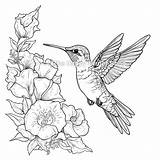 Realistic Hummingbird Coloring Page Bird Sheets Sketch sketch template