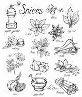 Spice Colouring Pages Sketch Coloring Page sketch template