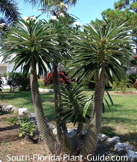 Madagascar Palm