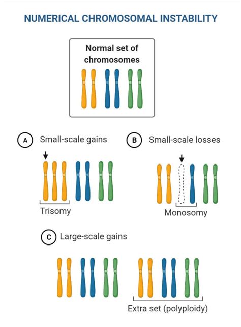 Chromosomal Mutation: Causes, Mechanism, Types, Examples