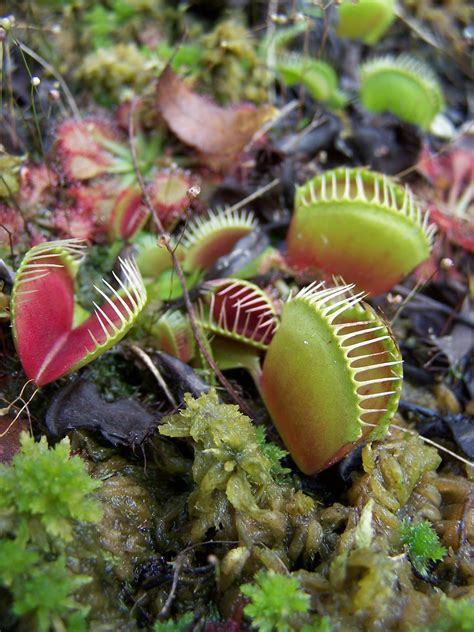 Carnivorous plants | Carnivorous plants, Trees to plant, Unique flowers