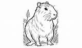 Capybara Coloring Page Line Art 48265927 Vector At Vecteezy sketch template