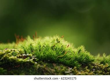 Bryophyta Stock Photo 623245175 | Shutterstock