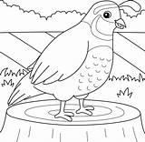 Quail Animal Coloring Page For Kids 10002747 Vector Art At Vecteezy sketch template