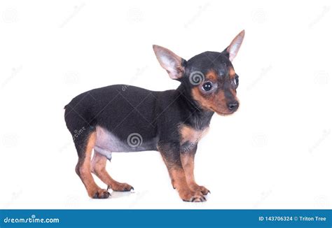 Miniature Pinscher Dog Smiling and Look Up on White Background Stock Photo - Image of breed ...