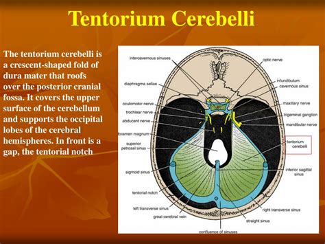 PPT - The inside view of cranium is known as PowerPoint Presentation, free download - ID:6414146