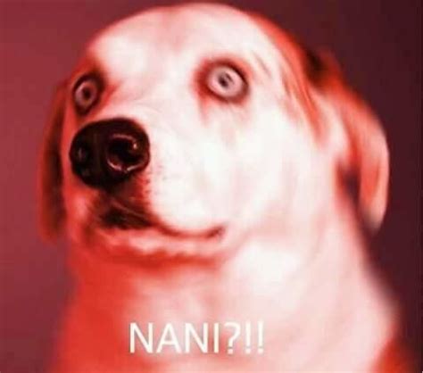 "Nani?!" Japanese Anime Phrases You'll Hear In Every Show