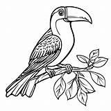Tukan Tucano Vogel Toekan Malvorlage Kleurplaat Toucan Kleurplaten  sketch template