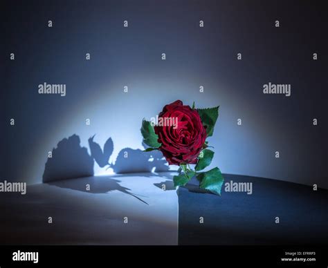 Red rose with grey color background hi-res stock photography and images - Alamy