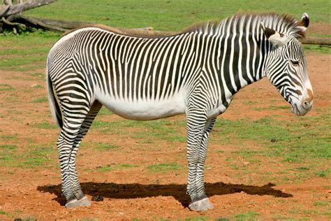 Grevy's zebra; Yorkshire Wildlife Park; 19th August 2017 - ZooChat