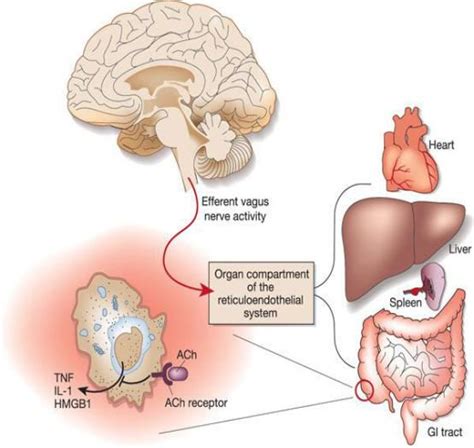 The Reticuloendothelial System - Creative Diagnostics