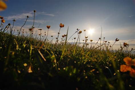 Sunrise with Yellow Wild Flowers Stock Photo - Image of reflection ...