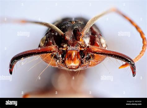 Trap jaw ant (Odontomachus sp.) close-up showing powerful mandibles ...