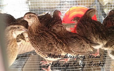 How To Start Quail Farming In Nigeria (Cost Analysis) – Wealth Result