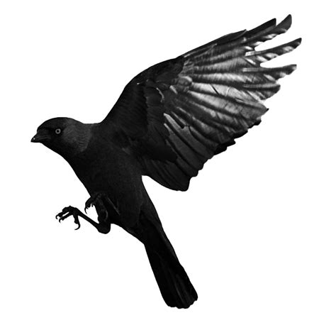 Raven Flying Transparent Transparent HQ PNG Download | FreePNGimg