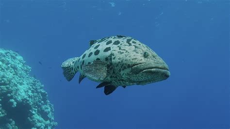 Potato Grouper Stock Video Footage - 4K and HD Video Clips | Shutterstock