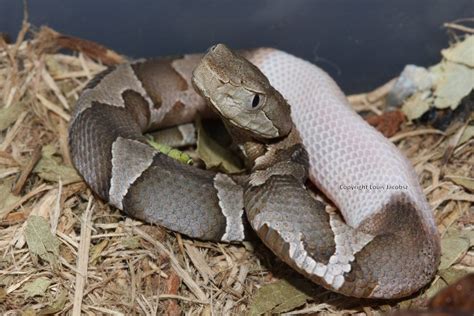 piebald copperhead - Google Search | Snake venom, Snake