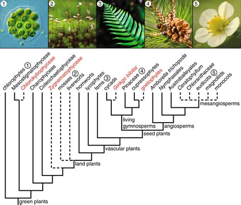 Do fruit plants all share a common ancestor or did multiple fruit ...