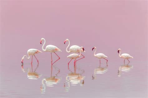 Download Reflection Bird Animal Flamingo HD Wallpaper