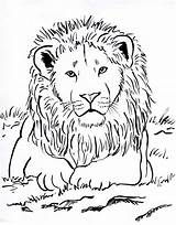 Collection Of Lion Coloring Pictures That Children Love  Cool sketch template