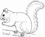 Printable Squirrel Coloring Pages  coloring page sketch template