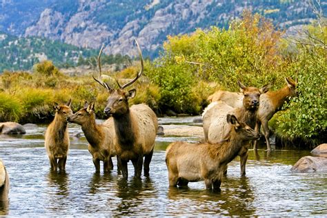 Wildlife, Estes Park, Colorado, USA - Heroes Of Adventure