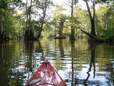 Waccamaw National Wildlife Refuge In Georgetown, SC