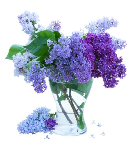 Bunch of Lilac in Glass Vase Stock Photo - Image of color, bouquet ...