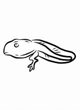 Tadpole Coloring Pages  Free Printable PDF & Online sketch template