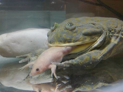 Budgett's frog eats african clawed frog! | African Clawed Fr… | Flickr