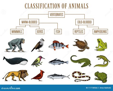 Crocodile Classification Chart