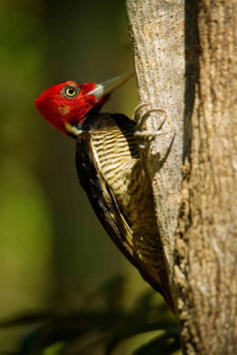 Woodpeckers in Louisiana: 9 Species You Will Want To See