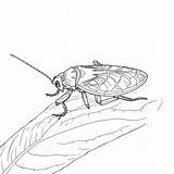 54 Best Cockroach Coloring Pages Free Printable PDFs sketch template