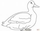 Dibujo De Pato Para Colorear  Dibujos Imprimir Gratis sketch template