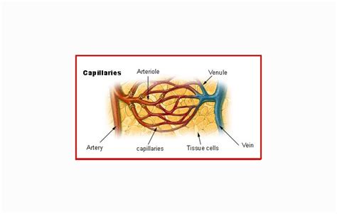 Pembuluh Darah Kapiler : Pengertian, Struktur, Fungsi - cekrisna